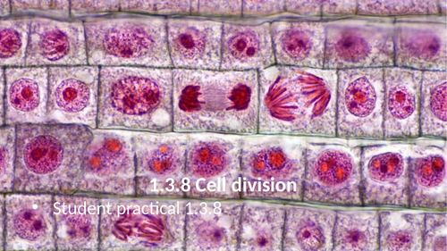 1.3.8 Cell division (AQA 9-1 Synergy)