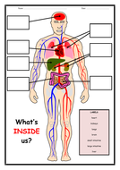 **Human Body - What's Inside Us?** | Teaching Resources