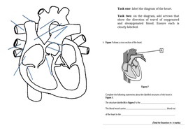 Respiratory system worksheet pdf picture