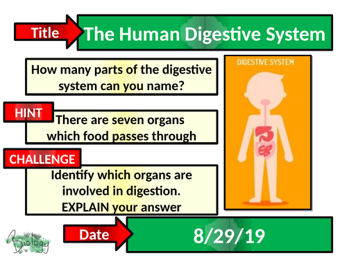 The Human Digestive System - Activate