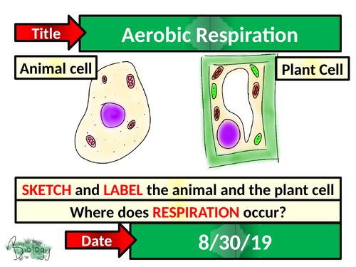 Aerobic Respiration - Activate