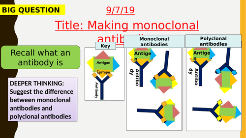 AQA new specification-Making monoclonal antibodies-B6.5