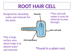 Specialised Cells (AQA GCSE 9-1 Biology: Cells) | Teaching Resources