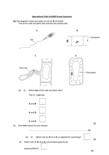 Specialised Cells (AQA GCSE 9-1 Biology: Cells) | Teaching Resources