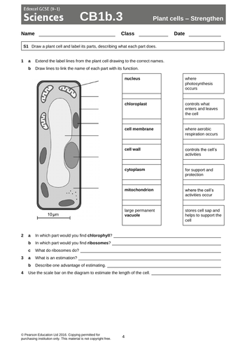 Plant and Animal Cells | Teaching Resources