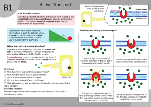 Active Transport | Teaching Resources