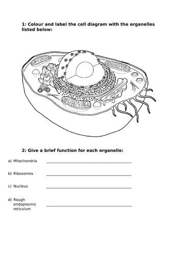 BTEC Unit 3 Anatomy and Physiology A1: Cell Structure | Teaching Resources