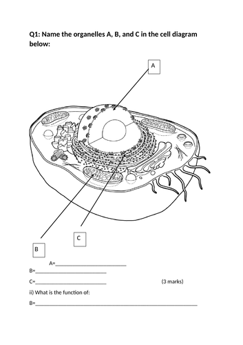 Btec Unit 3 Anatomy And Physiology A1: Cell Structure 