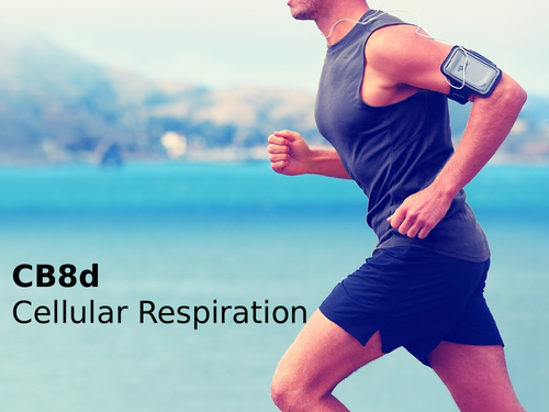 Edexcel CB8d Cellular Respiration