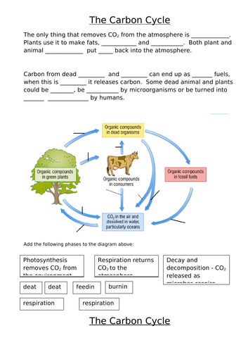 Carbon Cycle Worksheet | Teaching Resources