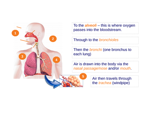 Respiratory System - IGCSE Physical Education Ppt & Workbook | Teaching