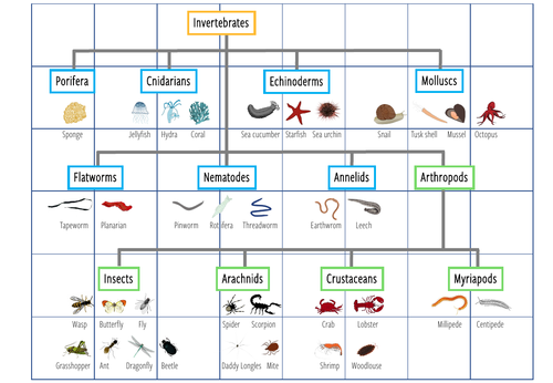 Invertebrates - Jigsaw Puzzle (KS2/3) | Teaching Resources