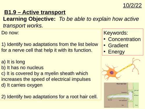 B1 Cell structure and transport (AQA) | Teaching Resources