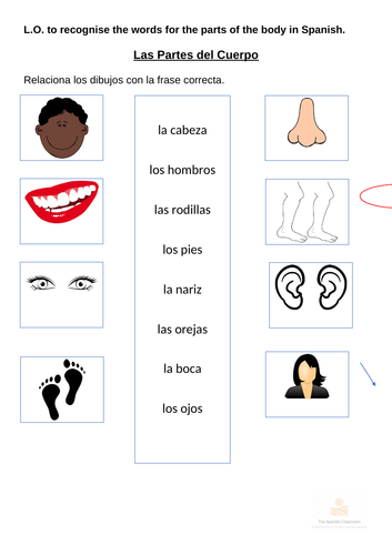 spanish parts of the body matching activity teaching resources