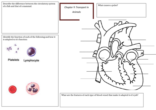 IGCSE Biology revision mats chapter 7-11