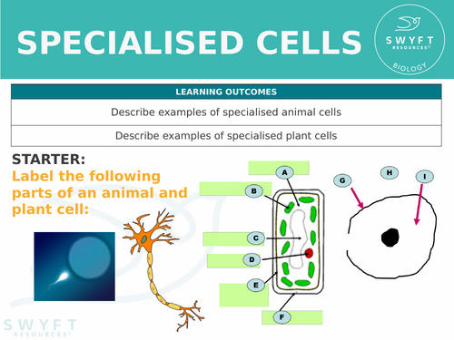 KS3 ~ Year 7 ~ Specialised Cells