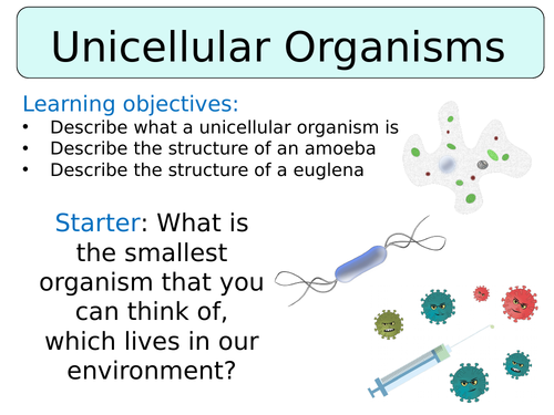 KS3 ~ Year 7~ Unicellular Organisms