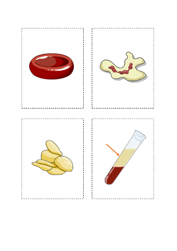 Circulatory System - IGCSE Physical Education Ppt & Workbook | Teaching ...