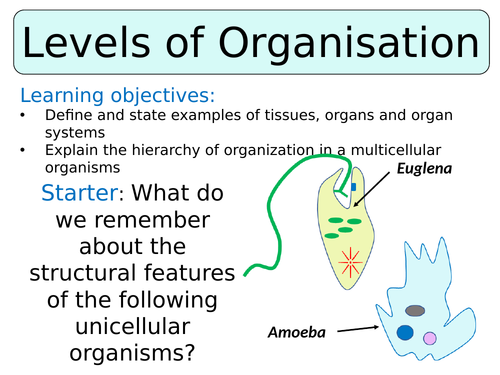 KS3 ~ Year 7 ~ Levels of Organisation