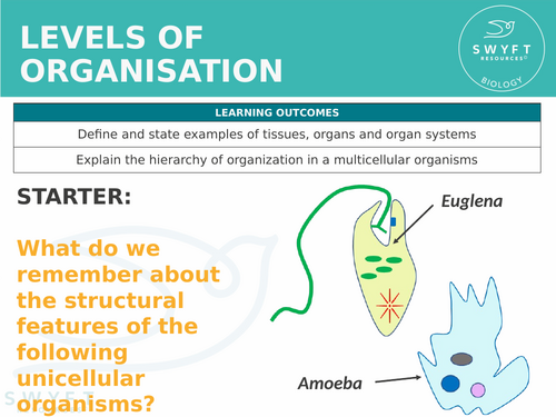 KS3 ~ Year 7 ~ Levels of Organisation