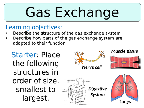KS3 ~ Year 7~ Gas Exchange