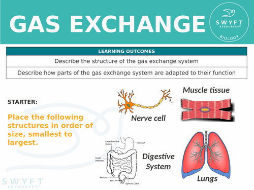 KS3 ~ Year 7~ Gas Exchange