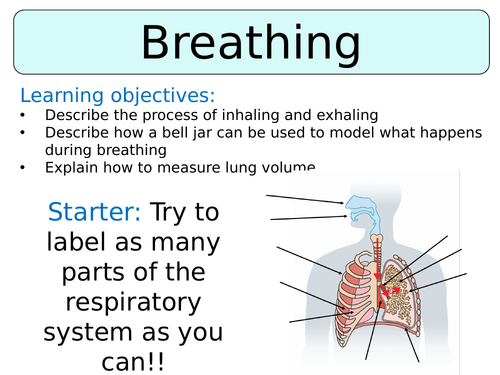 KS3 ~ Year 7~ Breathing