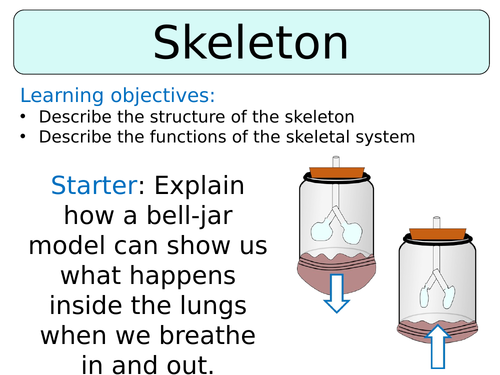 KS3 ~ Year 7 ~ Skeleton