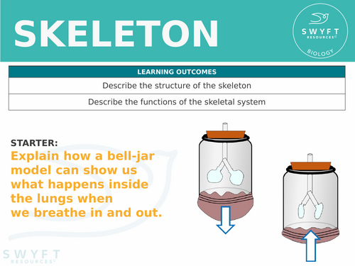 KS3 ~ Year 7 ~ Skeleton