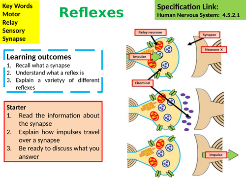 KS4 AQA GCSE Biology (Science) Reflexes Lesson & Activities | Teaching ...