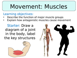 KS3 ~ Year 7 ~ Movement: Muscles | Teaching Resources