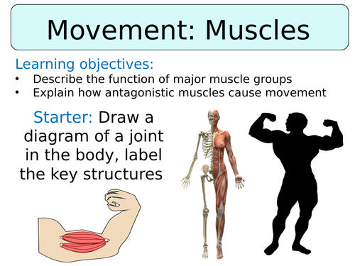 KS3 ~ Year 7 ~ Movement: Muscles