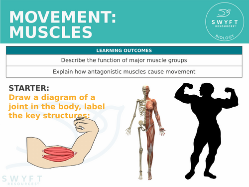 KS3 ~ Year 7 ~ Movement: Muscles