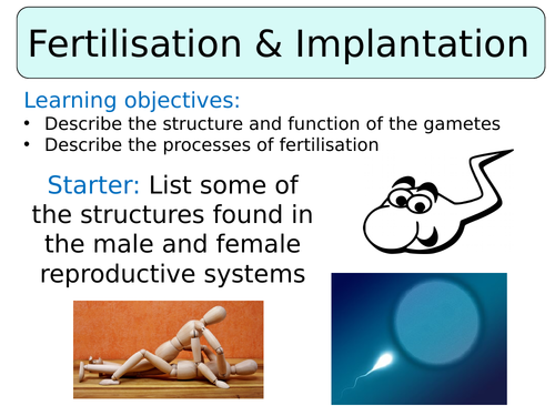 KS3 ~ Year 7 ~ Fertilisation & Implantation
