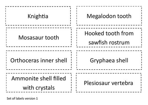Fossil Identification Activity KS2 | Teaching Resources
