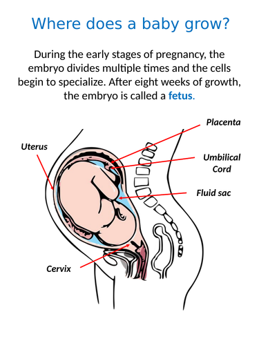 KS3 ~ Year 7 ~ Development Of A Fetus