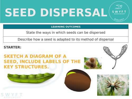 KS3 ~ Year 7 ~ Seed Dispersal
