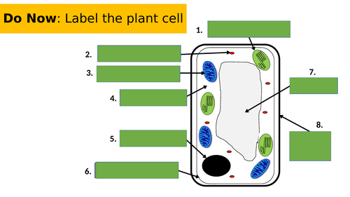 Structure of a Leaf | Teaching Resources