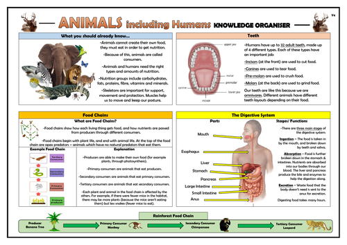 Year 4 Animals Including Humans Knowledge Organiser!