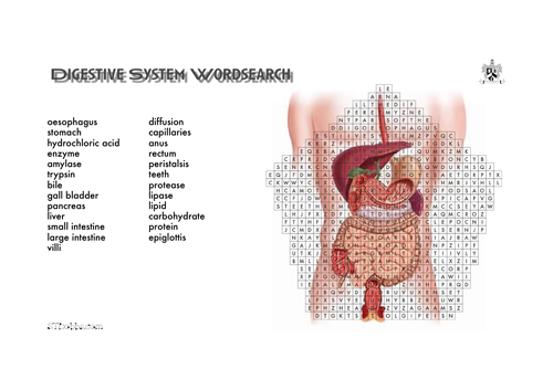 Digestive system wordsearch