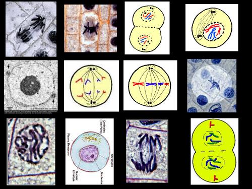 Mitosis A Level Biology Teaching Resources 9406