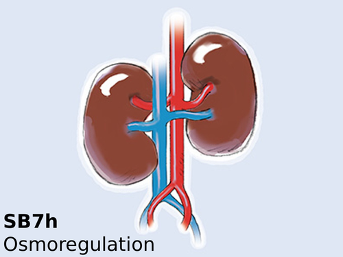 Edexcel SB7h Osmoregulation