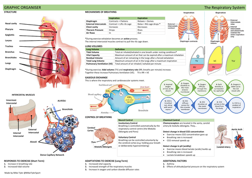 Anatomy & Physiology: Five Graphic Organisers | Teaching Resources