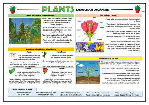 Year 3 Plants Knowledge Organiser!