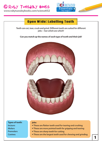 Open Wide! Labelling Teeth | Teaching Resources