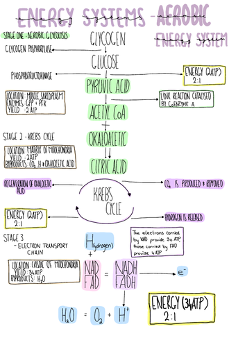 A-Level PE, OCR Aerobic System Revision Poster