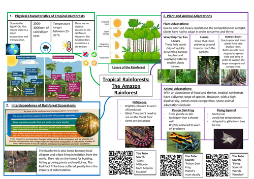 case study on amazon forest