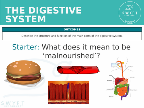 KS3 ~ Year 8 ~ Digestive System