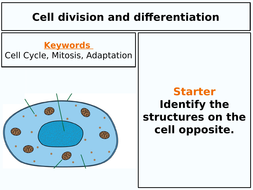 Cell Division and Differentiation AQA GCSE Biology | Teaching Resources