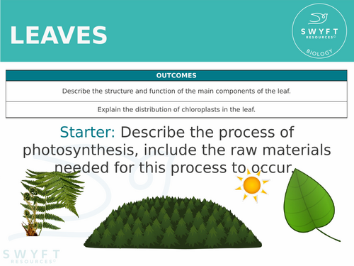 KS3 ~ Year 8 ~ Leaves